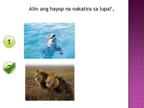 Mga Uri Ng Hayop Sa Lupa