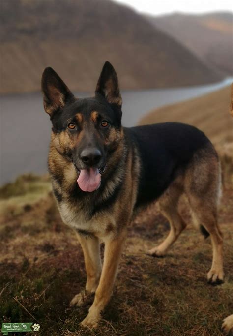 German Shepherd For Stud Stud Dog In Northern Ireland The United