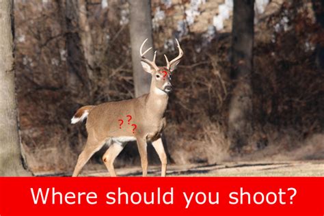 Deer Anatomy Chart Learn Where To Shoot A Whitetail Deer N1 Outdoors