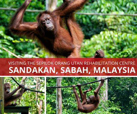 Recommended medical centers in malaysia for procedures similar to drug rehabilitation. Visiting the Sepilok Orang Utan Rehabilitation Centre, in ...