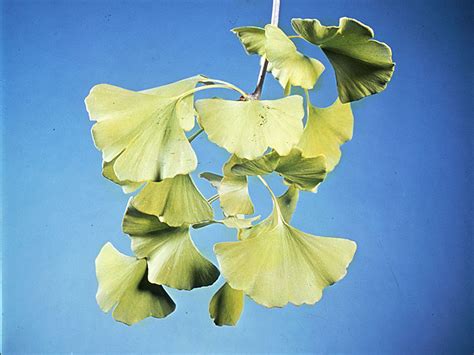 Ginkgo Description Natural History And Uses