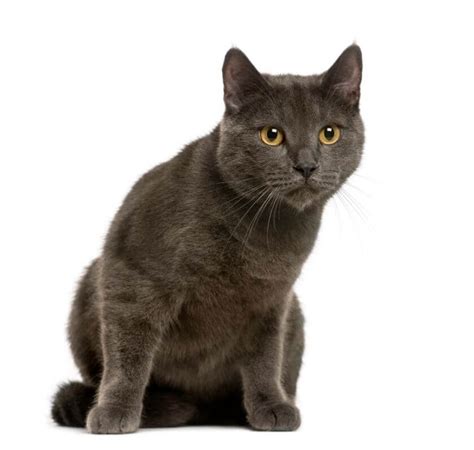 Chartreux Cat Breed Information — Silent Companions Petstime