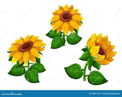 Sunflowers On White Background Stock Vector Illustration Of Floral