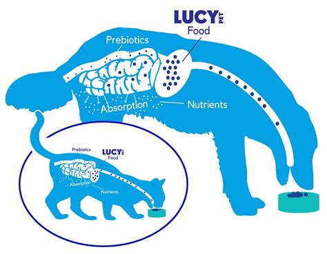 Shop for all dog shampoo in dog shampoo & conditioners. Dog_Cat_Diagram | Lucy Pet Products