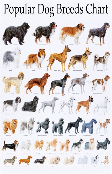 Popular Dog Breeds Chart 18x28 45cm70cm Poster