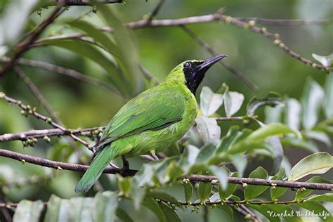 Panduan seting cucak ijo perdana di gantangan. Burung Cucak Ijo - Greater Green Leafbird Male (Chloropsis sonnerati) - Ryan Maigan Birds