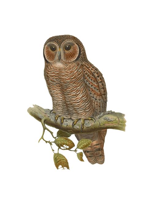 Owl Drawing Transparent Png Stickpng