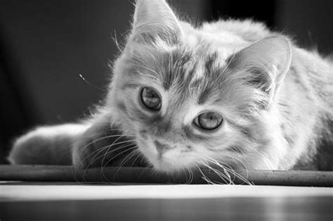 Pron artist | member since: 15 Kittens - Amazing Black and White Photos