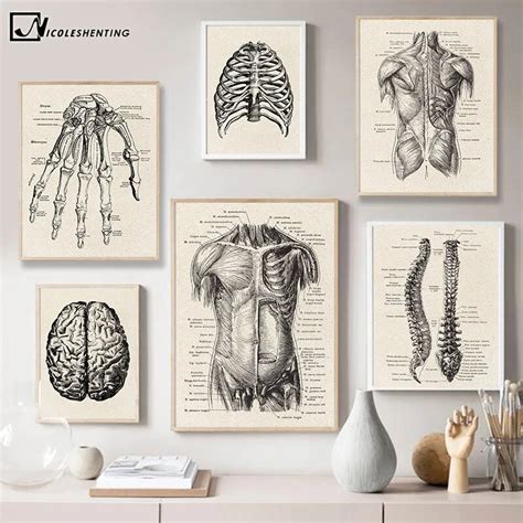 Cuadros De Anatom A Humana Para Decoraci N Pinturas De Arte M Dico Con