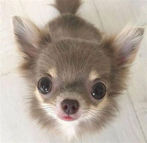 The Cutest Chihuahua Pictures Cute Chihuahua Chihuahua Puppies