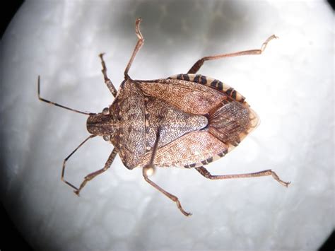 Invasion Washington State Under Siege From The Stink Bug Menace