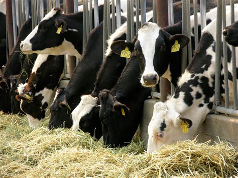 Research: Cow's Milk May Protect Against Disease | Florida Farm Bureau