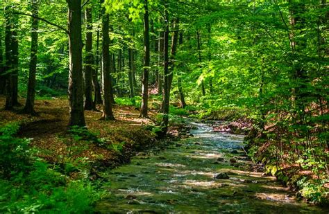 The Vinatovača Rainforest The Only Witness Of The True Serbian Nature