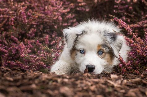 Puppy Cute Autumn Australian Shepherd Dog Hd Wallpaper Peakpx