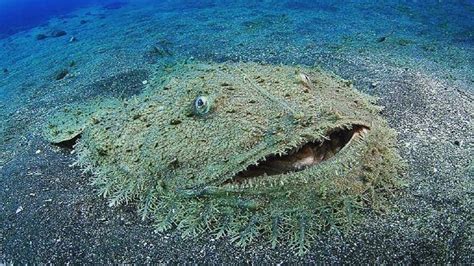 An Angel Shark Cruising Over The Seabed It Resembles A Shark And A Ray