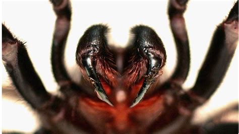 Massive Funnel Webs Spider Venom To Be Milked In Australia Bbc News