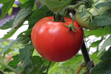 11 Ways That Epsom Salt Can Help You Outdoors Tomato