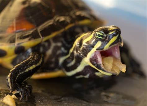 Petco.com in its sole discretion may refuse to redeem any promotion that it believes in good faith to. What Do Pet Turtles Eat? | petMD