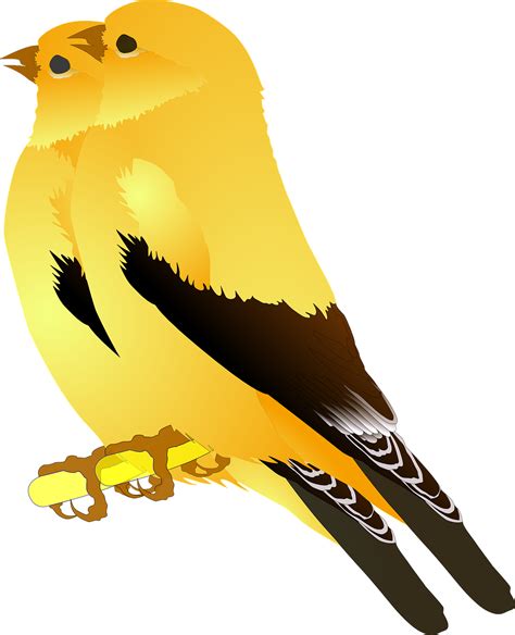 Birds Gold Finches Singing Png Image Birds Of A Feather Clipart
