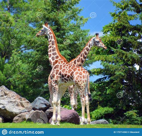 The Giraffe Close Up Giraffa Camelopardalis Is An African Even Toed