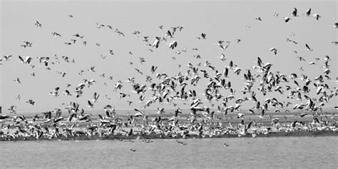 Mysterious Death Of Over 400 Migratory Birds In Pong Dam Wetlands