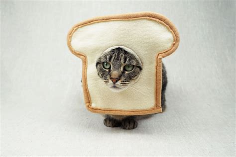 Cats In Bread