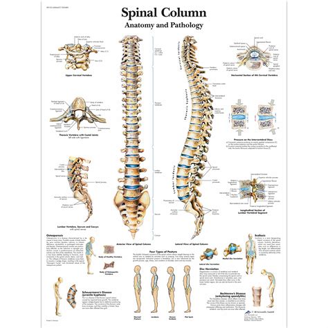 Spinal Column Chart Vertebrae Posters And Charts Human Vertebral Posters And Charts