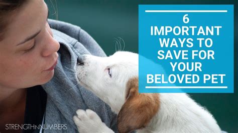 6 Important Ways To Save For Your Beloved Pet Youtube