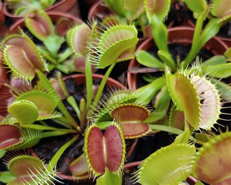 Growing Venus Flytraps And Other Carnivores In The