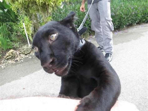 Find out with these big cat facts! baby black leopard - Picture of Zoological Wildlife ...