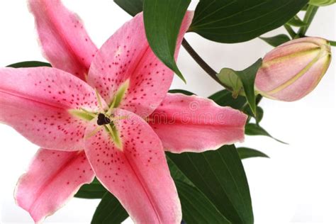 Pink Lilies Stock Photo Image Of Garden Florist Soft 34791712