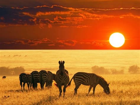 African Safari Zebras Wallpaper Free Hd Safari Images