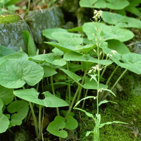 Wild Ginger Vancouver Island Bc Gohikingca