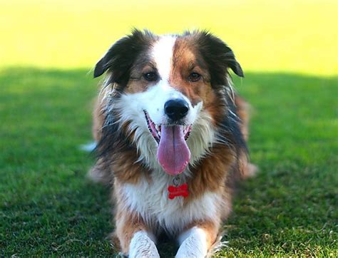 Welsh Sheepdog Ci Defaid Cymreig Welsh Collie Dog Welsh Sheepdog