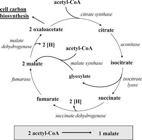 Synthesis Of C Dicarboxylic Acids From C Units Involving Crotonyl Coa