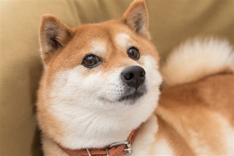 Should You Buy Shiba Inu While It S Still Below One Cent The Motley Fool