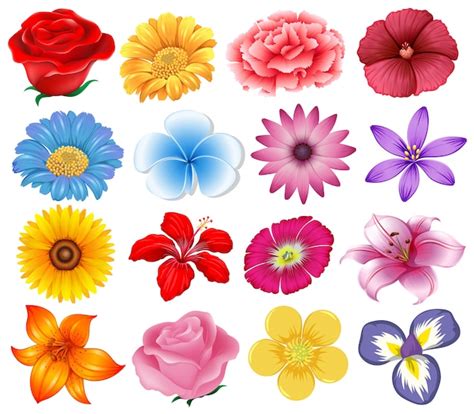 Un Conjunto De Hermosas Flores Vector Premium