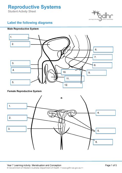 Reproductive Systems Babe Worksheet Label The Following Diagrams Male Reproductive