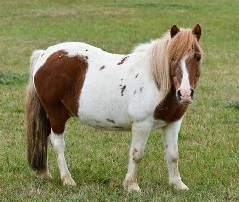 Shetland Pony Pony Shetland Stands On The Grass Stock Image Image Of