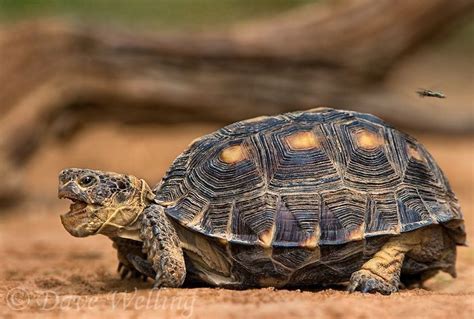 60 ads for tortoise in pet equipment & accessories for sale. Texas tortoise (Gopherus berlandieri) | Tortoise care ...