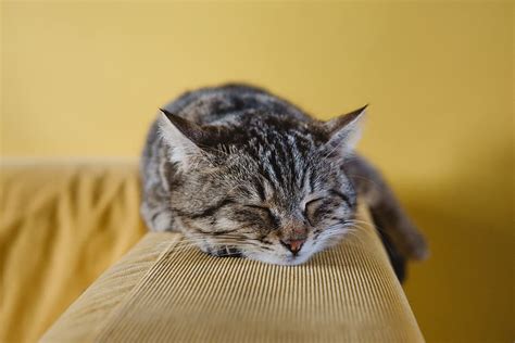 Hd Wallpaper Shallow Focus Photography Of Brown Tabby Kitten On Couch