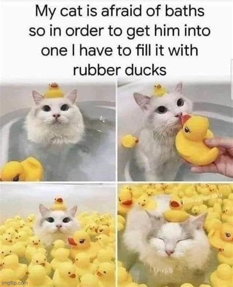 Cat Rubber Ducks Crossover Meme Imgflip