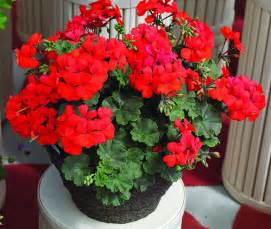 Top Performing Geraniums In 100 Degree Heat Greenhouse Grower