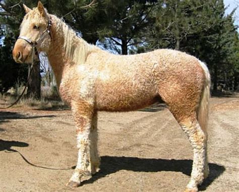 American Bashkir Curly Horse Registry Curly Horse Horses Horse Breeds