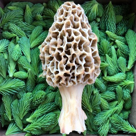 Spruce Tips And A Massive Morel Rforaging