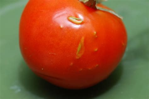 Seeds Sprouting Inside Tomato Growing With Science Blog