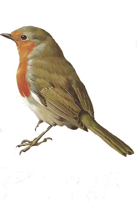 European Robin Png Transparent Images Pictures Photos Png Arts