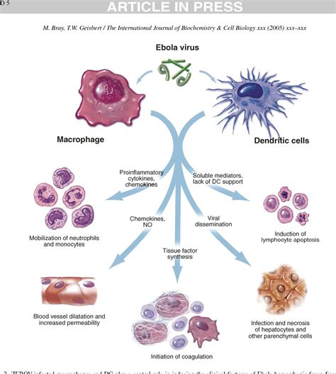 Figure 1 From Ebola Virus The Role Of Macrophages And Dendritic Cells