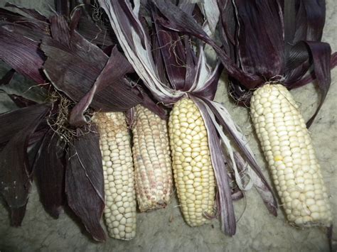 30 White Asian Waxy Sticky Sweet Corn Seeds Purple Leaves Usa Grown
