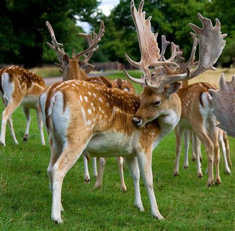 Fallow Deer Bucks By John Phillips